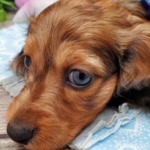 Heart 2 hearts puppies, Puppies, Heart, Breed, Dachshund