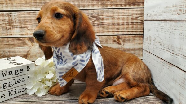 Available Puppies, Heart 2 Heart puppies, puppies, puppy, breed, Dachshunds, Owensboro, KY, Lexington, KY, Louisville, KY, Paducah-KY, Elizabethtown, KY, Radcliff, KY, Henderson, KY, Bowling Green, KY, Bardstown, KY, St. Louis, MO, Nashville, TN, Knoxville, TN, Memphis-TN, Clarksville, TN, Murfreesboro, TN, Cincinnati, OH, Columbus, OH, Evansville, IN, Corydon, IN, New Albany, IN, Terre Haute, IN, Myrtle Beach, SC, Jacksonville, FL, Tampa Bay, FL, Miami, FL, Atlanta, GA, New Yor, NY, Boston-MA